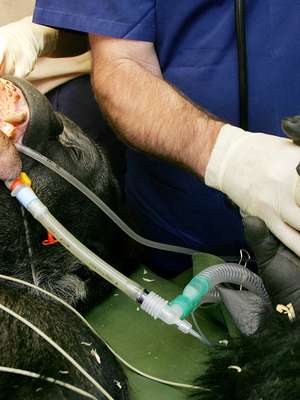 Cobra com salmonela e gato com aids: conheça doenças de ...