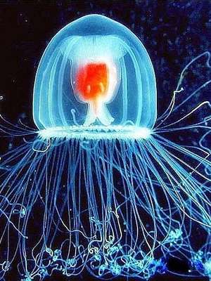 Existe algum animal imortal? Conheça os seres mais longevos