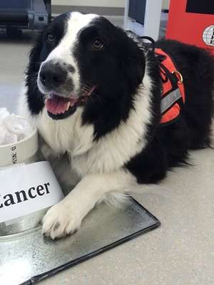 Cachorro treinado detecta câncer de tireoide em urina humana