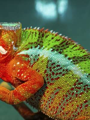 Não, camaleão não muda de cor para se camuflar! Você sabia?