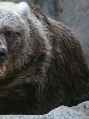 Turista morre nos EUA ao ser atacado por urso cinzento