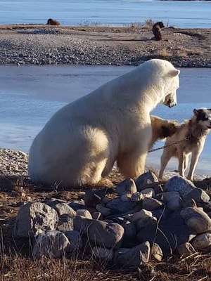 La cruel realidad del video viral del oso polar ...