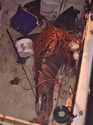 Tubarão-branco pula para dentro de barco e fere pescador ...