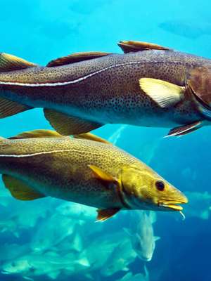 Por que ninguém conhece a cabeça do bacalhau?