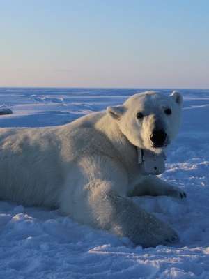 Câmera em coleira mostra luta de ursos polares para ...