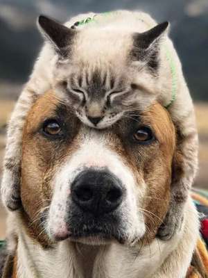 Gato e cachorro viram 'melhores amigos' e fazem viagens ...