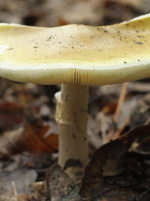 Cogumelos tóxicos deixam 11 mortos e 800 doentes no Irã; ...