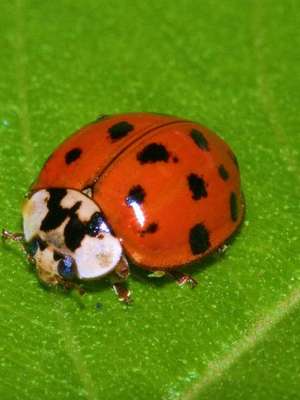 Por que as joaninhas 'vermelhas' estão desaparecendo do ...