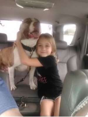 Cachorro desaparecido há um ano é encontrado a 110km de casa