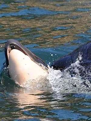 O surpreendente caso da orca que carregou o filhote ...