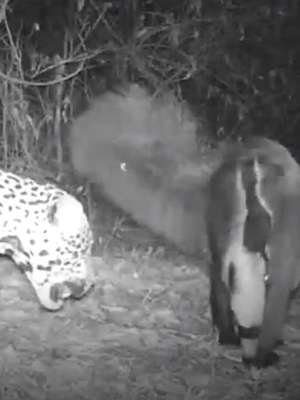 Tamanduá-bandeira enfrenta onça-pintada - e leva a ...