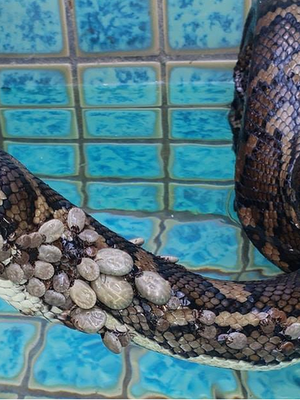 A cobra coberta por mais de 500 carrapatos resgatada na ...