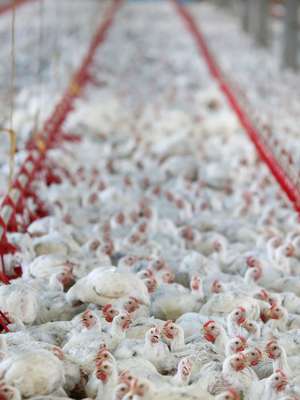 "Brasil precisa contestar China no caso do frango", diz AEB