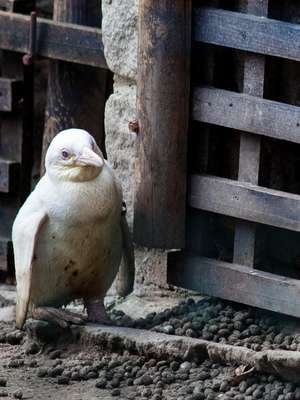 Zoo recebe raro pinguim albino, mas teme rejeição de bando