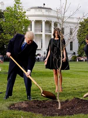 Macron enviará nova árvore a Trump