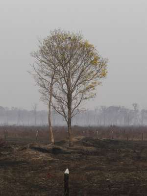 Não há como ser madeireiro legal no Brasil, diz ...