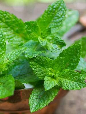 Conheça os poderes curativos da hortelã como remédio caseiro