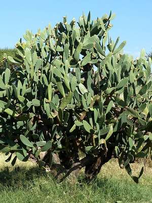 Cacto invasor é combatido com sucesso na África