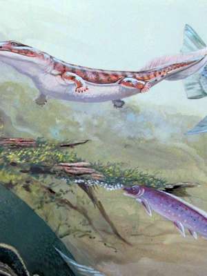 Peixe de 400 milhões de anos atrás com pulmão é ...