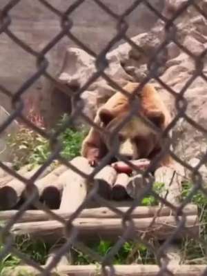 Animais em zoolóigico sofrem em dobro