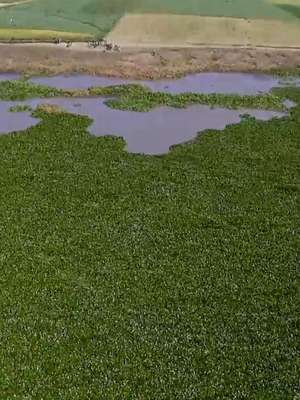 A luta da Etiópia para salvar maior lago do país de espécie invasora originária do Brasil