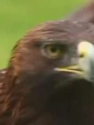 Instituto se dedica a conservar águia símbolo do México