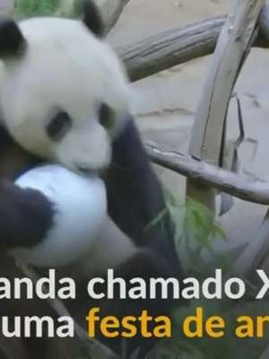 Panda-gigante celebra 6º aniversário em zoológico