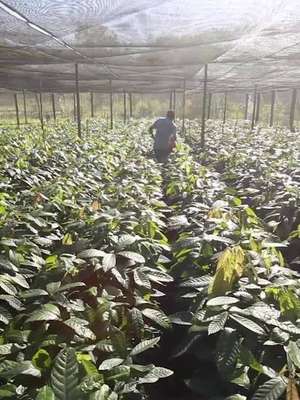 Como se faz chocolate?