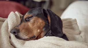 Onde os cães devem dormir no frio? Especialistas alertam para erros