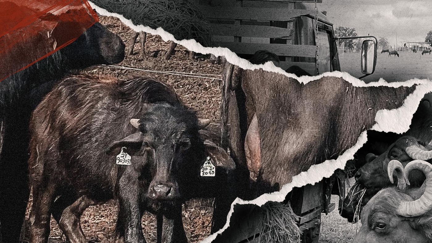 Caso das búfalas de Brotas completa dois anos  Foto: Arte: Stella Dalcin/ Fotos: Larissa Maluf