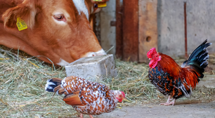 Criação animal: carne, leite e ovos orgânicos são a solução?