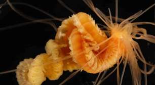 Bizarro verme marinho luminoso que parece macarrão é divulgado por cientistas