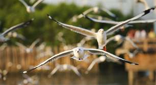 Atrações à parte, aves dão show nas ilhas Turks e Caicos