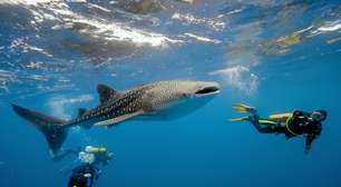 Descubra cinco pontos de mergulho com tubarões no Caribe