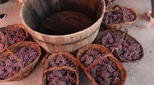 Colheita de uvas abre programação especial de enoturismo no RS