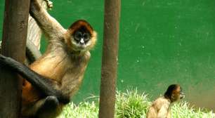 Zoológico de San José mostra a fauna diversa da Costa Rica