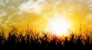 Preços da soja e do milho podem cair mais em maio