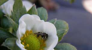 Abelhas sem ferrão podem gerar mais renda a apicultores