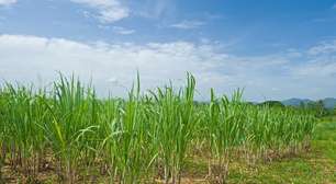 Desoneração do etanol ainda não reduz preço do combustível