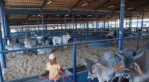 ExpoZebu comercializa mais de R$ 150 milhões em MG