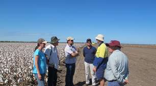Austrália controla praga do algodão com variedades genéticas