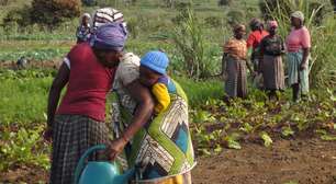 Embrapa compartilha conhecimentos agropecuários com a África