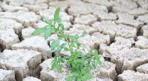 Iniciativa brasileira busca criar semente resistente à seca