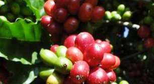Nova cultivar pode elevar produtividade do café em Rondônia