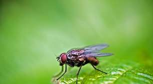 Criação de insetos para ração animal é oportunidade no País