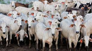 Manejo racional do gado aumenta rendimento da carne