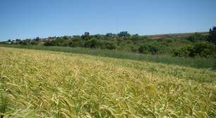 Nova cultivar de cevada pode ampliar produtividade em 10%
