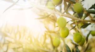 Brasil importa 50 mil toneladas de azeite de oliva por ano