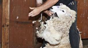 País: Setor projeta 2,5kg como consumo médio ideal de ovinos