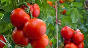 Com alta de preços, renda bruta do produtor atinge recorde